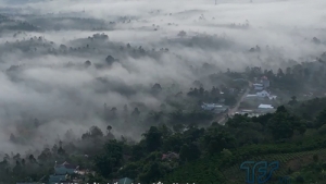 Ngọt chát tình trà